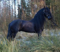 "Norbert", 5jähriger Friesenhengst - ein Traum in Schwarz (Jakob x Lammert,   168cm Stockmaß) - frisch eingereist aus Holland!